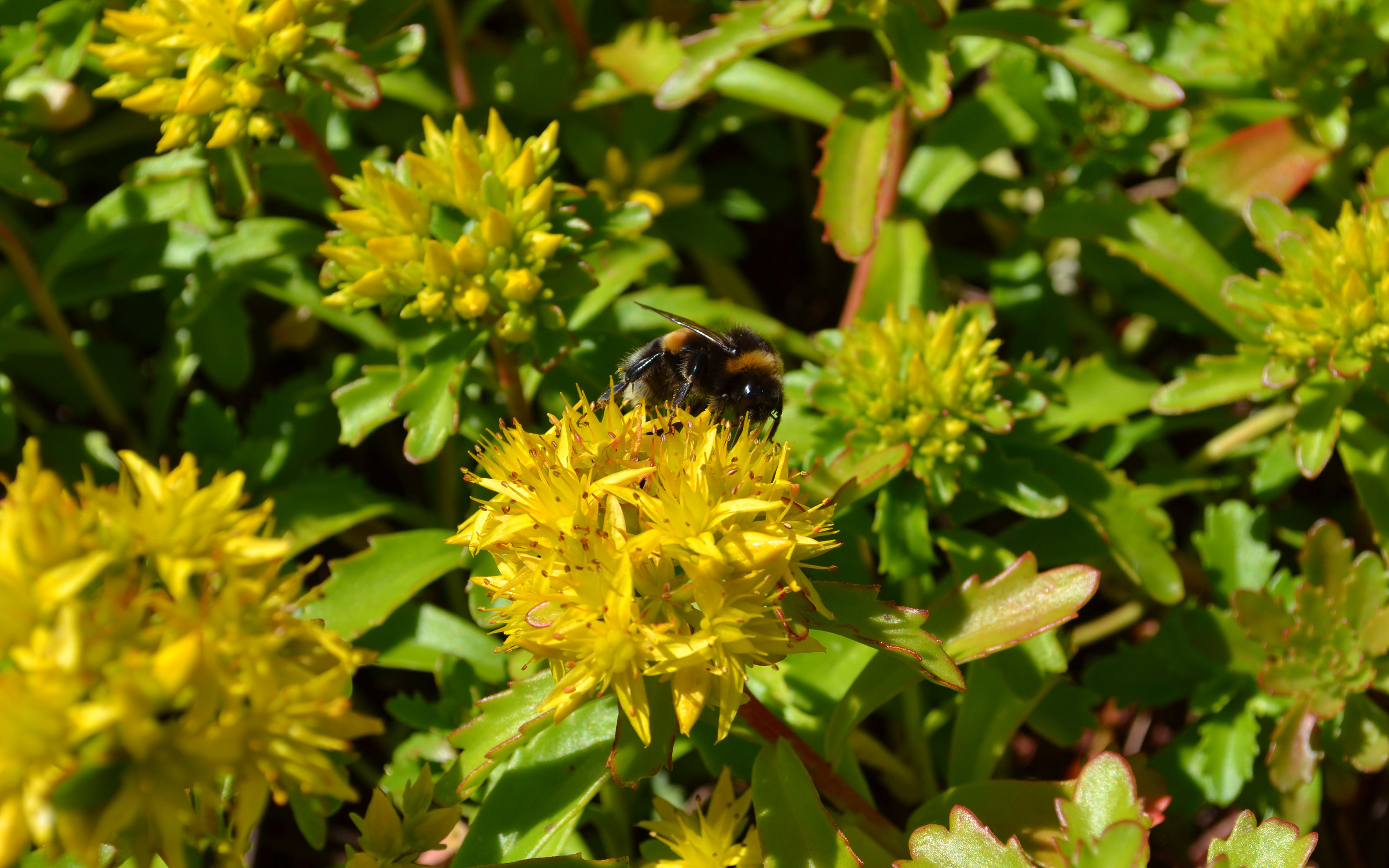 Perennial plants set visual accents and attract insects and pollinators. Bumble bee on Sedum flowers